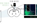 [쿠키과학] '타인 감정 공감하는 신경회로 찾았다'… 반사회적 행동장애 연구 활용 기대