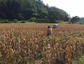영월군, 전국 최대 '밭작물 채종단지' 운영…농가소득↑