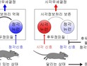 [쿠키과학] '달릴 때 청각이 약해지는 이유