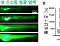 [쿠키과학] 화장품·향수·세제 첨가물 '시트로넬롤', 과다 노출되면 뇌신경 독성 유발