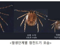 봄철 불청객 ‘참진드기’…질병청, 전국 감시 전개