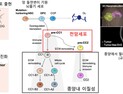 [쿠키과학] KAIST, 세계 최초 '암세포로 발전하는 첫 단계 확인'