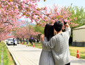 하남시, 봄꽃 명소로 미사경정공원과 미사호수공원 선정
