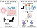 [쿠키과학] 팬대믹 대비, IBS '세계 최대 박쥐 오가노이드 실험모델' 구축