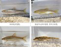 '청계천서 쉬리 확인'… 중앙과학관 '청계천 복원 20주년, 담수어류 조사결과' 발표