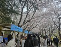 속초시, 영랑호 벚꽃축제 방문객 정확한 분석 완료…빅데이터 행정 본격화