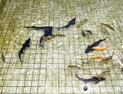 함안박물관 연못에  철갑상어 10마리 방류…관람객 시선 집중