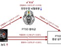 [쿠키과학] '시간 지나도 사라지지 않는 PTSD'… 근본적 치료법 찾았다
