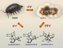 [쿠키과학] 콩벌레에 극소량 존재하는 '치매·파킨슨 치료제' 합성 성공