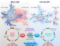 [쿠키과학] 헤모글로빈 항산화 기능, '퇴행성 뇌질환' 치료한다