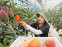 임실서 재배한 아열대 과수 ‘애플망고’ 본격 수확