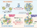 [쿠키과학] '종양유전자 조절 스위치' 세계 최초 발견
