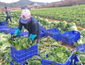 배추값 널뛰기 줄인다…농민·소비자 모두 웃는 유통 혁신