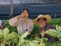 금산세계인삼축제, 캐고 만들고 먹고 즐기는 인삼캐기 체험여행 열흘간 펼쳐