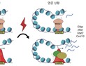[쿠키과학] '나이들면 치매 걸리는 비밀'… KAIST-IBS, 뇌 면역 유전자 세계 최초 규명