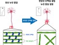 [쿠키과학] '치매와 닮은 헌팅턴병' 원인 단백질 기능 세계 최초 발견