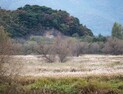 김해 화포천 은빛 물억세 '가을 향연' 펼쳐…김해 최대 힐링 장소로 전국 관광객 줄이어