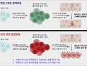 [쿠키과학] '급성간염·자가면역질환 공통기전 찾았다'… KAIST, 킬러 T세포 ‘폭주 메커니즘’ 규명
