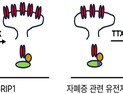 [쿠키과학] 뇌연구원, '자폐 유전자 변이' 뇌 신경가소성 억제 원리 규명