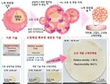 [쿠키과학] KRISS, 전고체전지 생산비 1/10로 낮추는 기술 개발