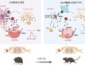 [쿠키과학] IBS, 뇌파 닮은 초음파로 만성 통증 완화 성공
