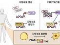 [쿠키과학] KAIST, 비만 멈추는 '유전자 스위치' 찾았다