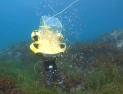 삼척시, 어린 대문어 3만 마리 방류…종자 대량생산 기술 고도화 속도