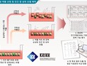 [쿠키과학] '항암제 장벽 손상 92% 민감도로 포착'… 생명연, 사람 장 닮은 줄기세포 모델 개발