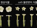 [쿠키과학] '시간 맞춰 피는 꽃의 비밀'… KAIST, 개화·향기 동시 조절하는 '생체시계 유전자' 규명