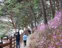 경남 고성군, 몽골독수리 떠난 자리 봄꽃 만개…봄 관광 프로그램 본격 추진