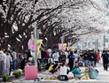 밀양강 문화예술·야간 걷기 행사 성황…시민과 관광객 함께 즐긴 봄 축제