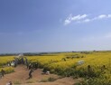 포항 호미반도 유채꽃 축제 ‘성료’…이틀간 15만명 ‘방문’