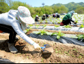 화천군, 외국인 계절 근로자 역대 최다 농가 배정…전년대비 2배