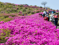 합천 황매산, 제30회 철쭉제 5월1일 개막