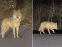 오월드, 늑구 탈출 CCTV 영상 공개 안한다