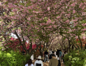 전주 완산공원 꽃동산, 봄나들이 발길로 북적