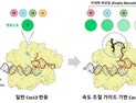 [쿠키과학] '유전자 가위로 변이 바이라스도 판별'… KAIST, 다중 바이러스 진단기술 개발
