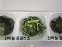 고성군, 건조 산마늘 제품 개발…농가 소득 증대 기대
