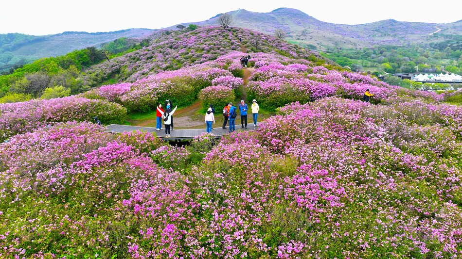 황매산철쭉제