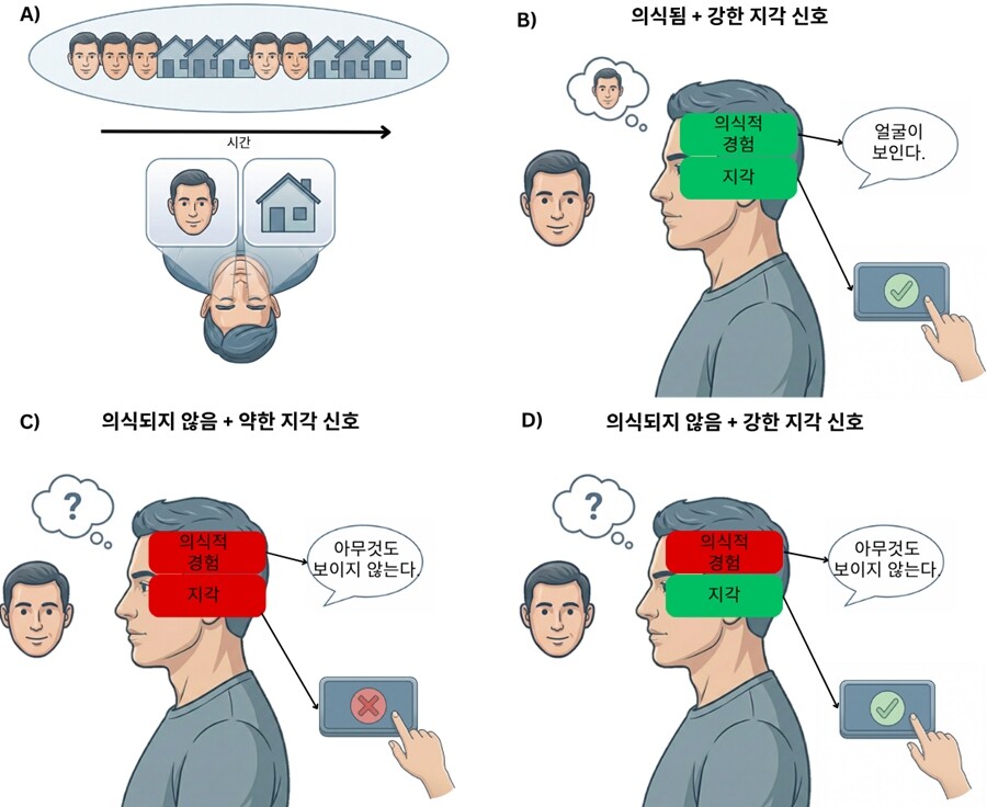 의식 연구에서 ‘지각’과 ‘의식적 경험’이 혼동될 수 있음을 보여주는 모식도. A) 의식 연구의 많은 실험은 양안경합처럼 의식적으로 지각되는 자극과 그렇지 않은 자극을 비교하는 방식으로 진행된다. B) 자극이 의식적으로 지각될 때, 피험자는 이를 ‘보았다’고 보고할 수 있으며 뇌에서도 강한 지각·인지 신호가 나타난다(예: 자극의 범주까지 분류할 수 있다). C) 반면 실험 조작으로 자극이 의식되지 않도록 만들 경우, 의식적 경험만 사라지는 것이 아니라 뇌의 일반적인 정보 처리 역시 함께 차단되는 경우가 많다. D) 따라서 기존 실험만으로는 ‘의식적 경험이 사라진 것’과 ‘자극 정보 처리 자체가 차단된 것’을 구분하기 어렵다. 일부 신경심리학적 사례(논문 본문 ‘잊혀진 교훈 (Forgotten Lessons)’절 참고)를 활용하면, 의식적 경험은 사라졌지만 지각 정보 처리는 비교적 유지되는 상황을 분석할 수 있어 이러한 방법론적 한계를 보완할 수 있다. IBS
