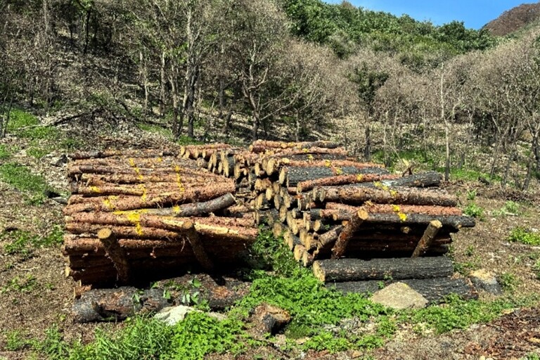 산불 피해지역 정비작업. 산림청