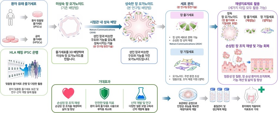 장 오가노이드 기반 재생치료제 개발 및 활용 개요. 한국생명공학연구원