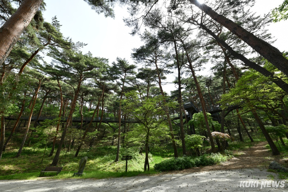 안면도 자연휴양림 내 스카이워크 전경.