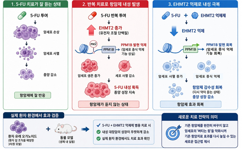 대장암 항암제(5-FU) 내성 원인 규명과 새로운 극복 전략 모식도. 대장암 세포가 항암제 5-FU에 반복적으로 노출되면 EHMT2 활성이 증가하고, 암세포 증식을 억제하는 PPM1B 기능이 저하되면서 항암제 내성이 발생한다. EHMT2를 억제하면 PPM1B 기능이 회복되어 암세포 증식은 감소하고 세포 사멸은 증가하며, 그 결과 항암제 감수성이 회복된다. 이러한 효과는 환자 유래 오가노이드와 동물 모델에서도 확인되어, 5-FU 내성 대장암 치료를 위한 새로운 병용 치료 전략의 가능성을 제시했다. 한국생명공학연구원