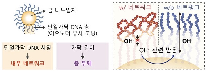 단일가닥 DNA 층을 이용한 촉매 계면 미세환경 조절 모식도. KAIST