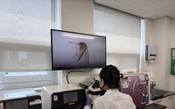 올해 첫 일본뇌염 매개모기 확인…감염병 위기 단계 ‘경보’