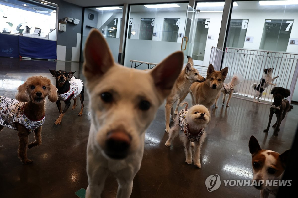 유기견 보호센터인 서울 강동리본센터에서 보호중인 유기견들. 연합뉴스