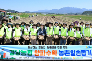 경남농협, 창녕 양파농가서 일손돕기…가격 하락·인력난 해소 지원