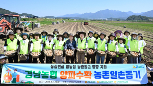 경남농협, 창녕 양파농가서 일손돕기…가격 하락·인력난 해소 지원