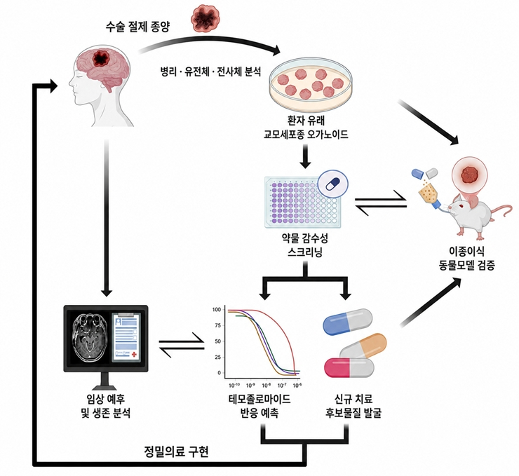 환자 유래 교모세포종 오가노이드를 이용한 항암제 신속 감수성 검사 및 신약 개발 과정. 한국연구재단